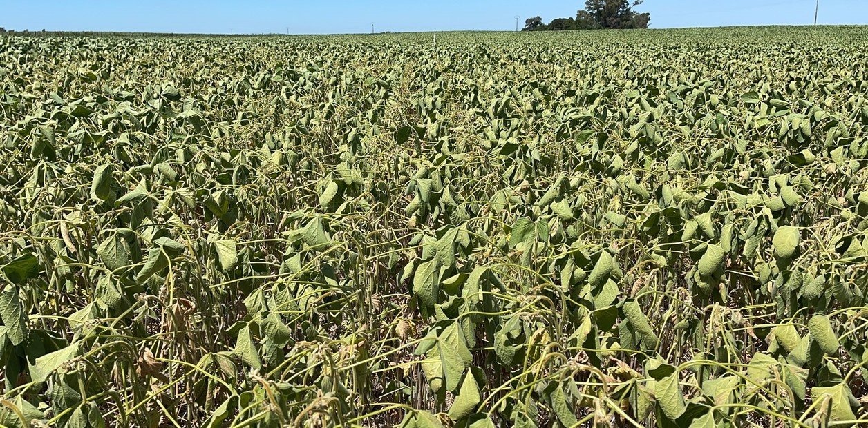 Lavoura de soja em Junín, norte de Buenos Aires - Foto: El Clarín