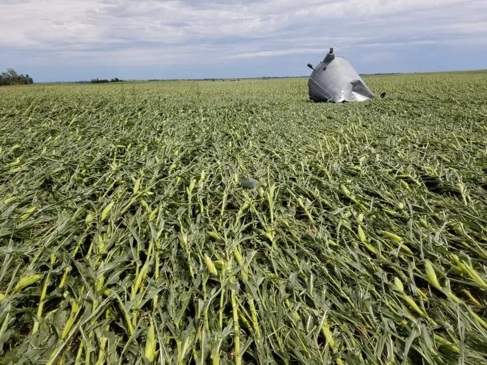 Milho deitado nos EUA após tempestade - Agosto 2020