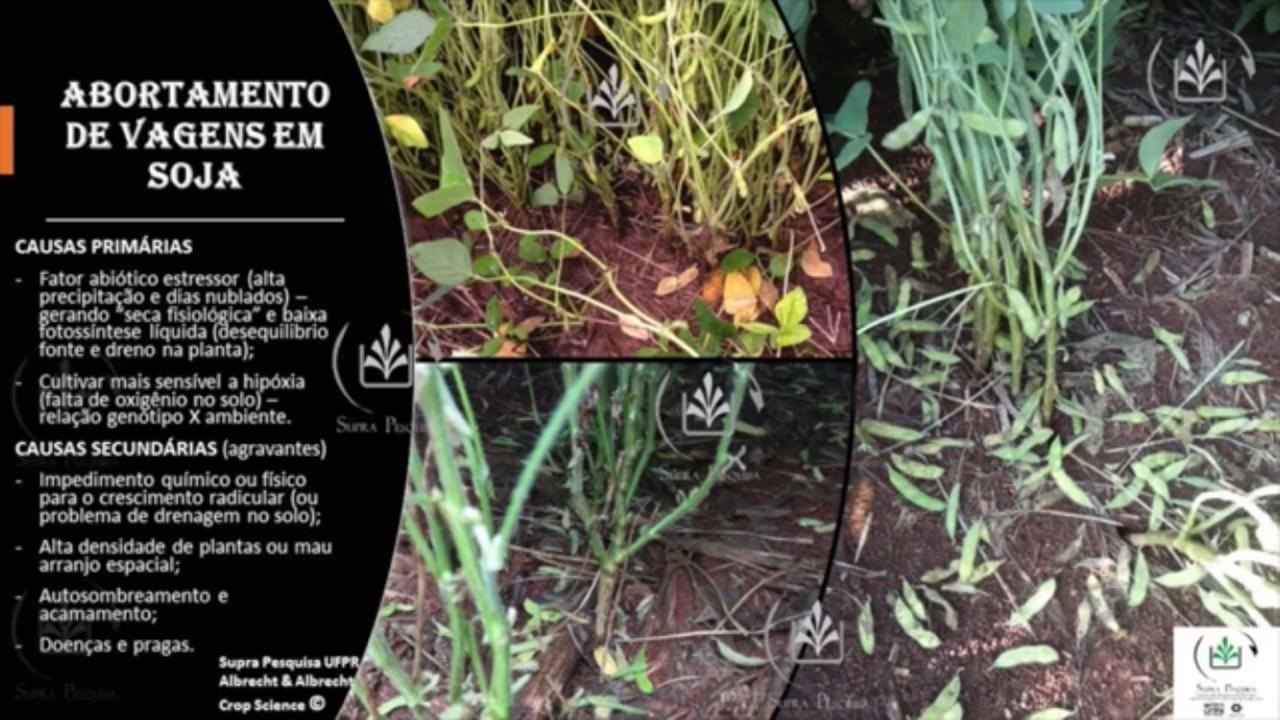 Causas do abortamento de vagens na soja - Fonte: Supra Pesquisa