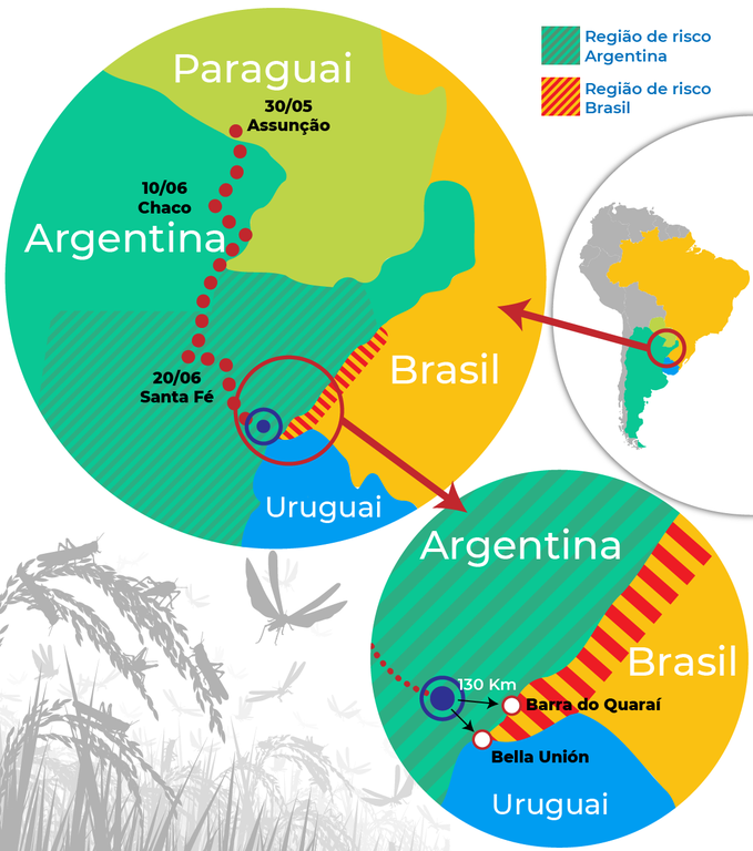 Gafanhotos MAPA