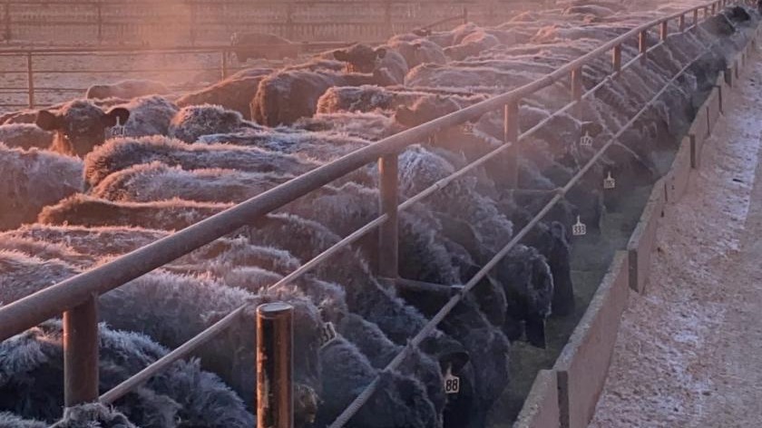 Animais sofrendo com o frio no Texas - Foto: Katelyn Dynneson Larson/AgWeb