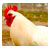 Preços do Frango Congelado Cepea/Esalq