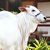 Fêmea Nelore Reposição - Vaca Boiadeira (330 Kg 11@)