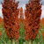 Sorgo - Mercado Físico