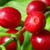 Indicador Café Robusta - Cepea/Esalq