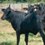 Fêmea Mestiça Reposição - Vaca Boiadeira (315 Kg 10,5@)