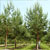 Preço Médio Resina Pinus