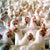Frango vivo