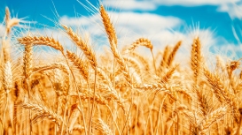 Estudo avalia resistência de cultivares de trigo à brusone