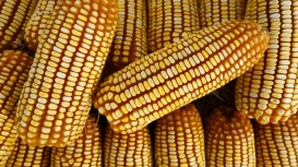 Safras & Mercado reduz previsão de colheita de milho do Brasil e vê queda anual
