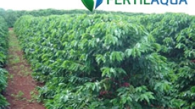 Café - Fertiláqua