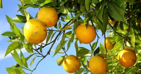 Laranja Parana