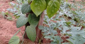 pimenta-do-reino19425