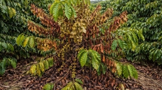 Doença fusariose