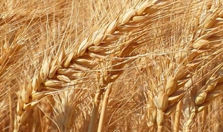 Carlos Hugo Godinho - Engenheiro Agrônomo do Deral