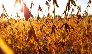 Alencar Paulo Rugeri - Engenheiro Agrônomo da Emater/RS