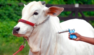Ricardo Nissen - ‎Assessor Técnico de Pecuária de Corte - ‎CNA