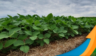 Marcílio Fernandes Marangoni - Engenheiro Agrônomo de Darcinópolis - TO