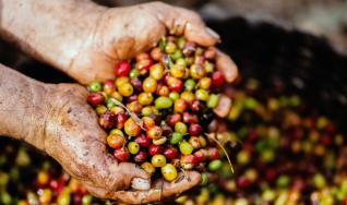 Bruno Nogueira e Leandro Corder - Gerente e Analista da Gerência Alimentos Básicos e Culturas da Conab