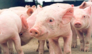 Celso Mello - Diretor-geral da Cargill Nutrição Animal