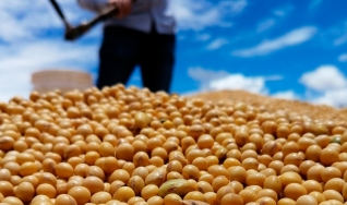 Flávio França Jr. - Chefe do Setor de Grãos da Datagro Consultoria