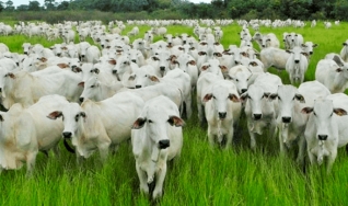 Yago Travagini Ferreira - Analista de Mercado da Agrifatto