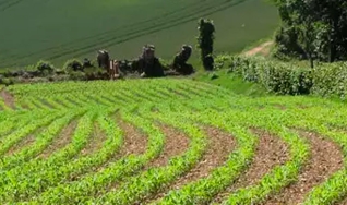 Albenir Querubini - Advogado e Professor de Direito Agrário