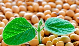Gladir Tomazelli - Vice-Presidente da Abrass