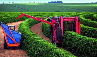 Adriano Rabelo - Engenheiro agrônomo e coordenador técnico da Minasul