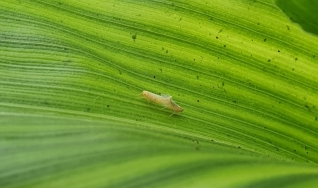 Christian Lohbauer e Roberto Araújo - Presidente e Gerente de Área de Boas Práticas da CropLife Brasil