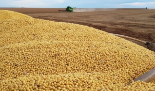 Guilherme Lamb - Produtor Rural