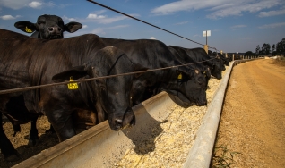 João Otávio Figueiredo - Analista Sênior DATAGRO