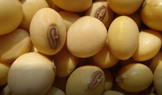 Eduardo Vanin - Analista de Mercado da Agrinvest