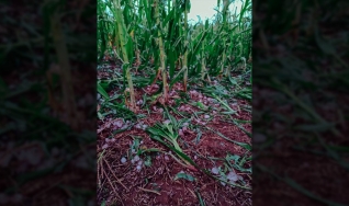Roberto Bueno - Entreposto da Coamo de Campo Mourão/PR
