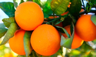 Fernanda Geraldini Palmieri - Pesquisadora de Frutas da equipe de HortiFrutti