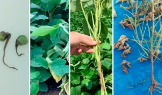 Celso Duarte Carvalho Filho - Diretor de Defesa Sanitária Vegetal da Adab