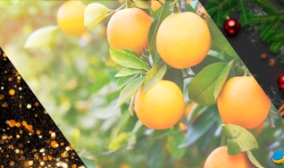 Ibiapaba Netto - Diretor Executivo CitrusBR