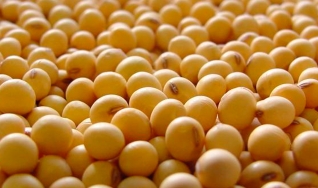 Matheus Pereira - Sócio-Diretor da Pátria Agronegócios