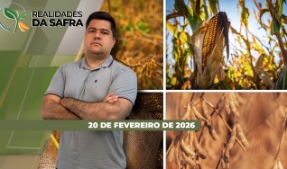 Realidades da Safra - Notícias Agrícolas