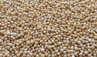 Eduardo Vanin - Analista de Mercado da Agrinvest