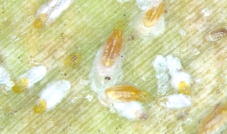 Fabrícia Zimermann Vilela Torres - Agrônoma, Doutorado em Entomologia Agrícola
