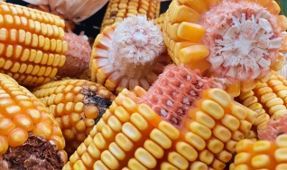 Yago Travagini Ferreira - Analista de Mercado da Agrifatto