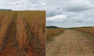 Emerson Borghi - Pesquisador Embrapa Milho e Sorgo
