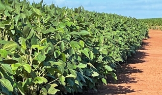 José Domingos Teixeira - Engenheiro Agrônomo e Consultor Técnico