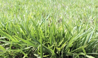 Nelson Barbosa - Pes. Doutor em Domesticação e Melhoramento de Plantas da Unoeste