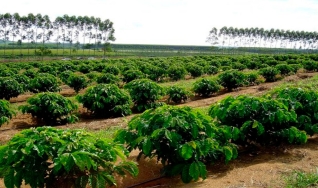 Oliveiro Guerreiro Filho - Pesquisador do Instituto Agronômico (IAC)