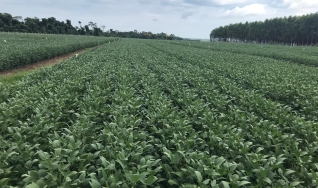 Wagner Fausto - Gerente Departamento Insumos Agrícolas da Transagro