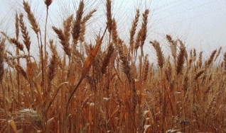 José Domingos Teixeira - Engenheiro Agrônomo e Consultor Aprosoja RS
