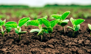Marcílio Fernandes Marangoni - Engenheiro Agrônomo de Darcinópolis - TO