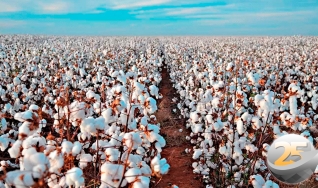 Bruna Stewart - Analista de Mercado da Agrinvest